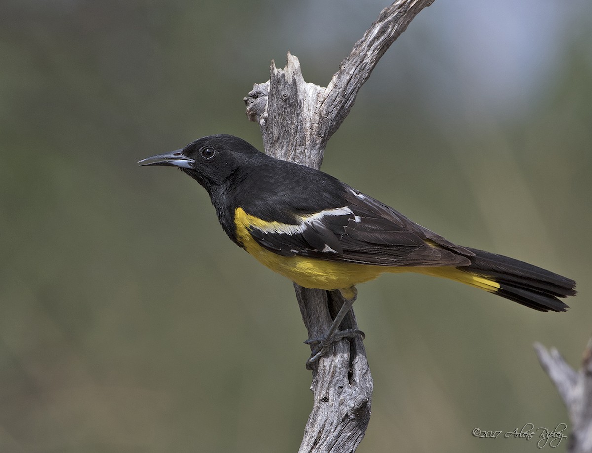 Scott's Oriole - ML63547811