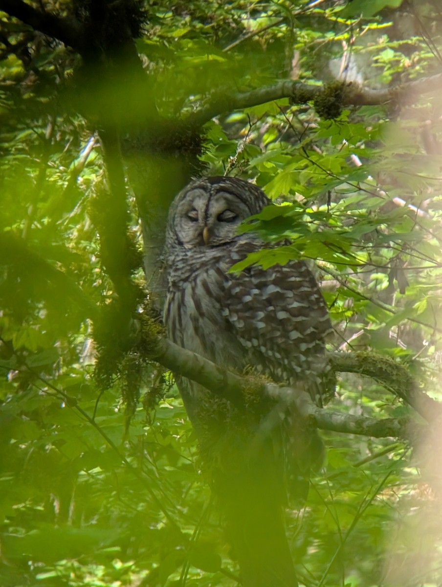 Barred Owl - ML635478111