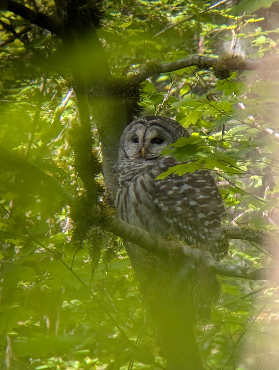 Barred Owl - ML635478112