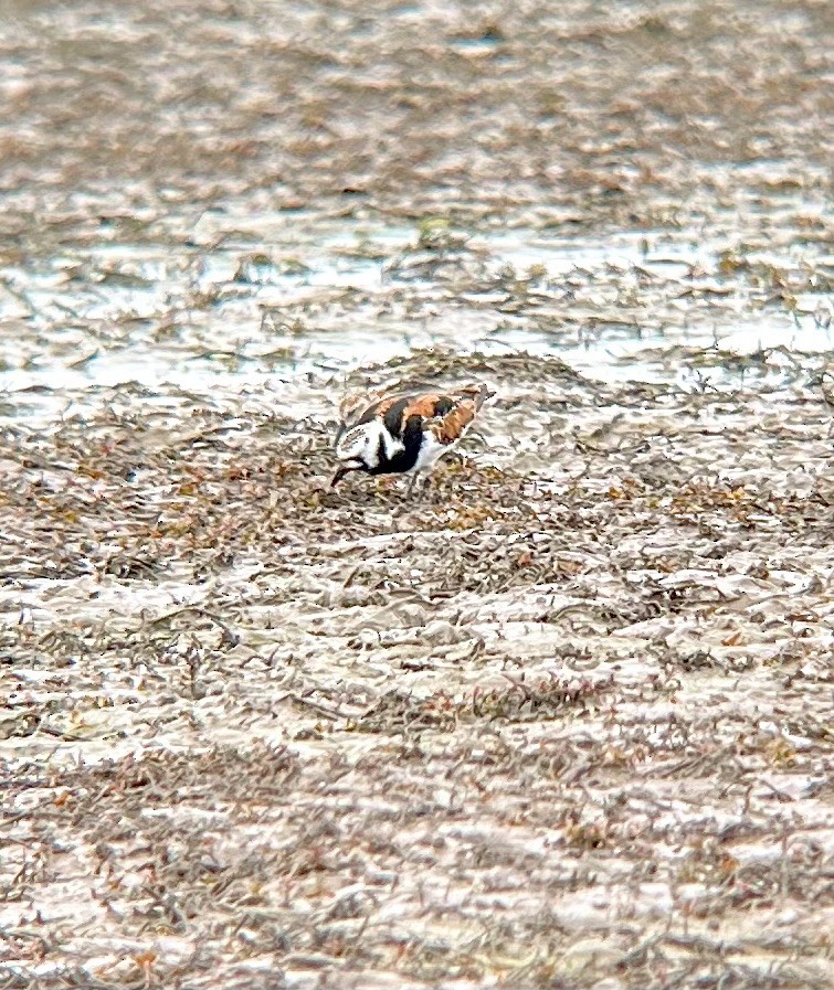 Ruddy Turnstone - ML635478114