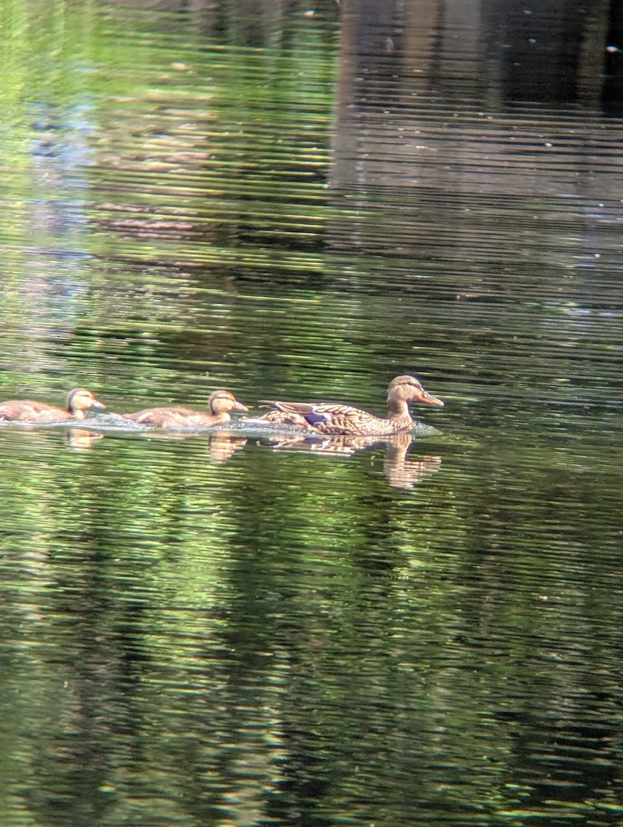 Mallard - ML635478145