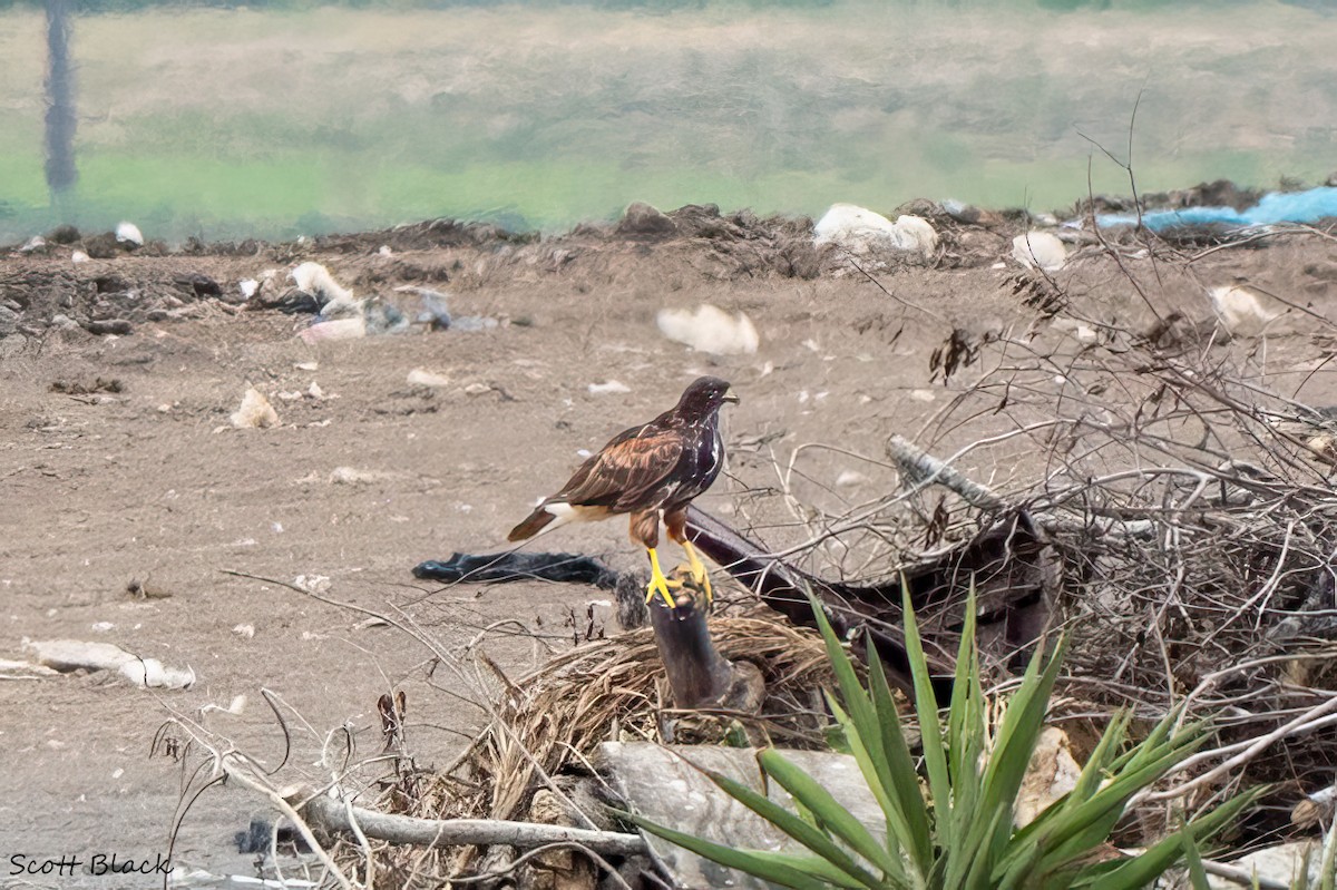 Harris's Hawk - ML635478239
