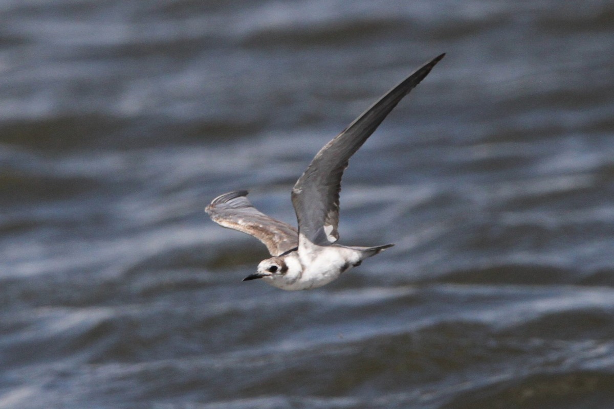 Хилэн хараалай - ML635478258