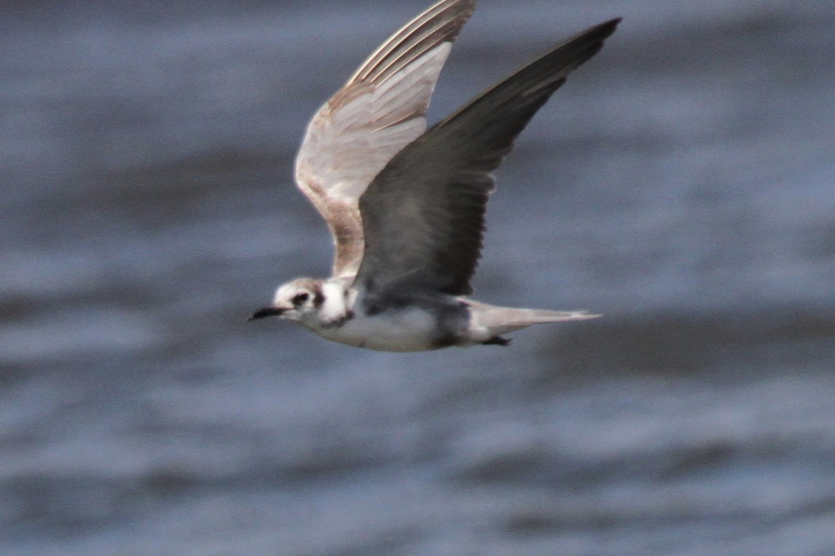 Хилэн хараалай - ML635478259