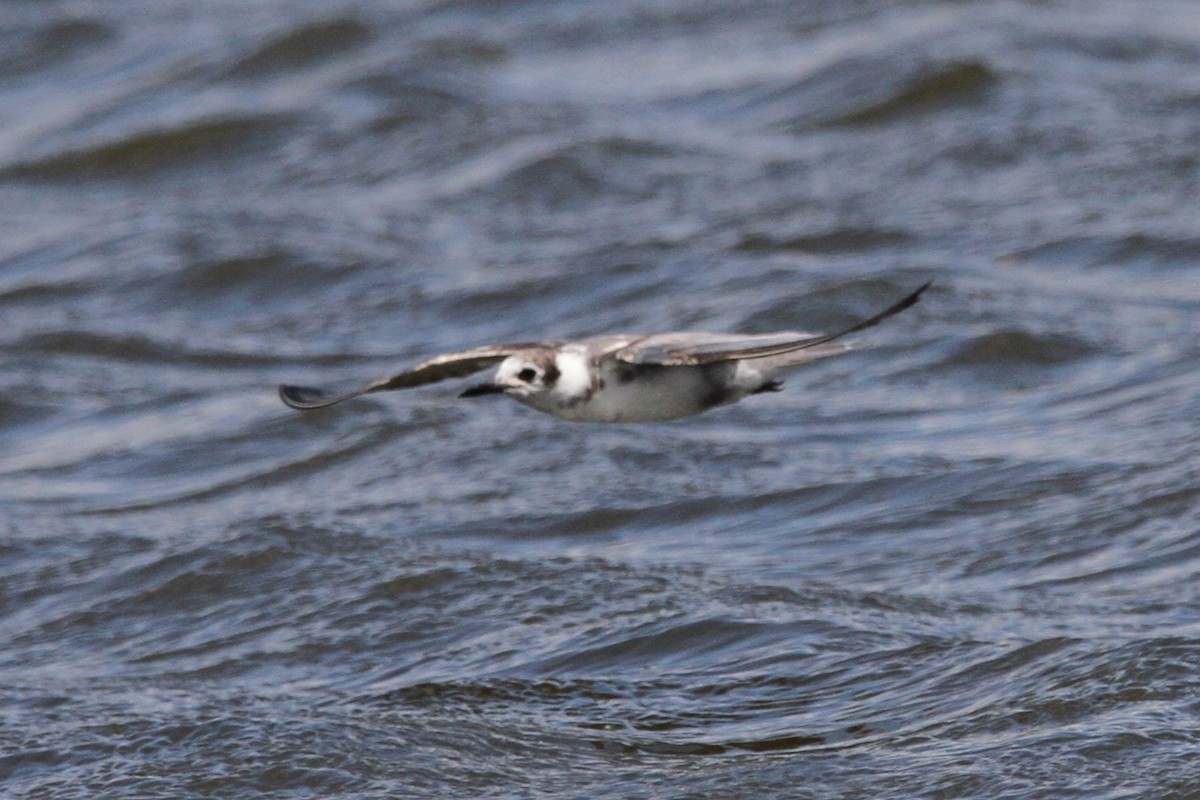 Хилэн хараалай - ML635478260