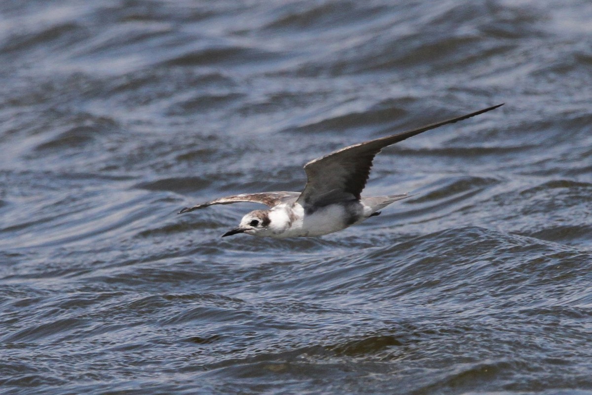 Хилэн хараалай - ML635478261