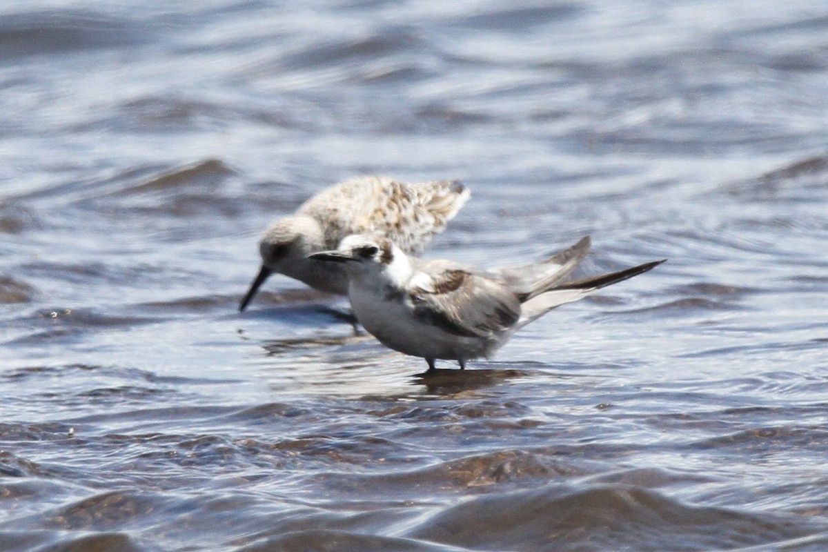 Хилэн хараалай - ML635478262