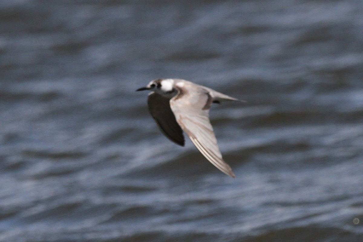 Хилэн хараалай - ML635478263