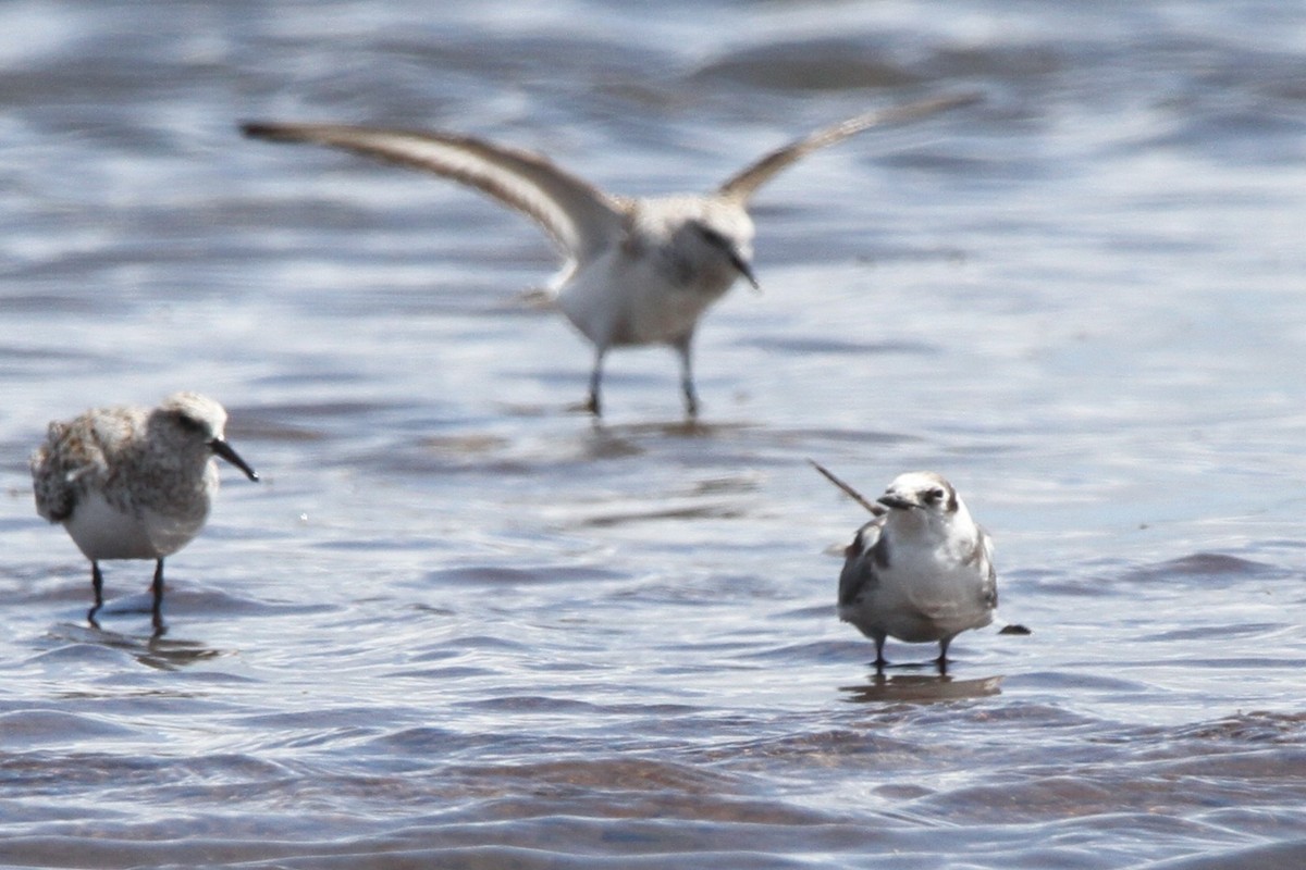 Хилэн хараалай - ML635478264