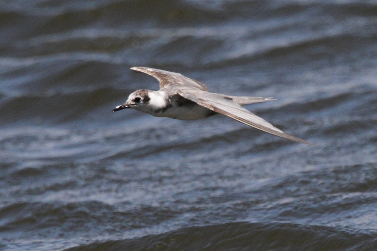 Хилэн хараалай - ML635478265