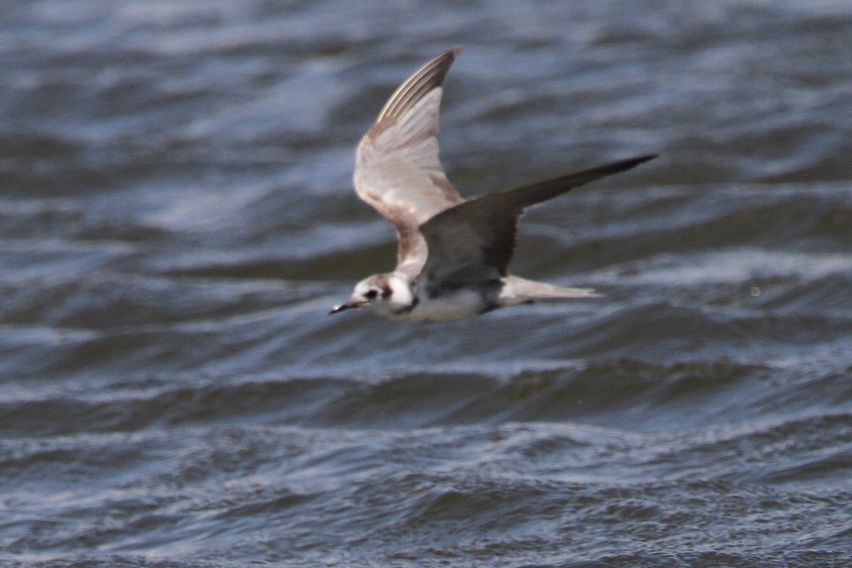 Хилэн хараалай - ML635478266