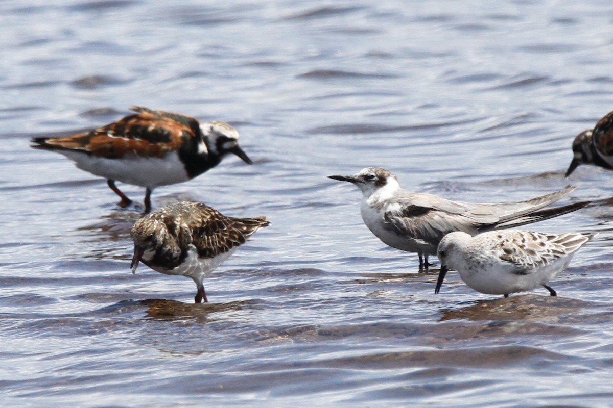 Хилэн хараалай - ML635478267