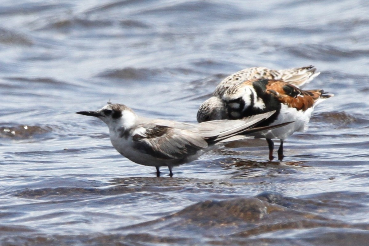 Хилэн хараалай - ML635478268