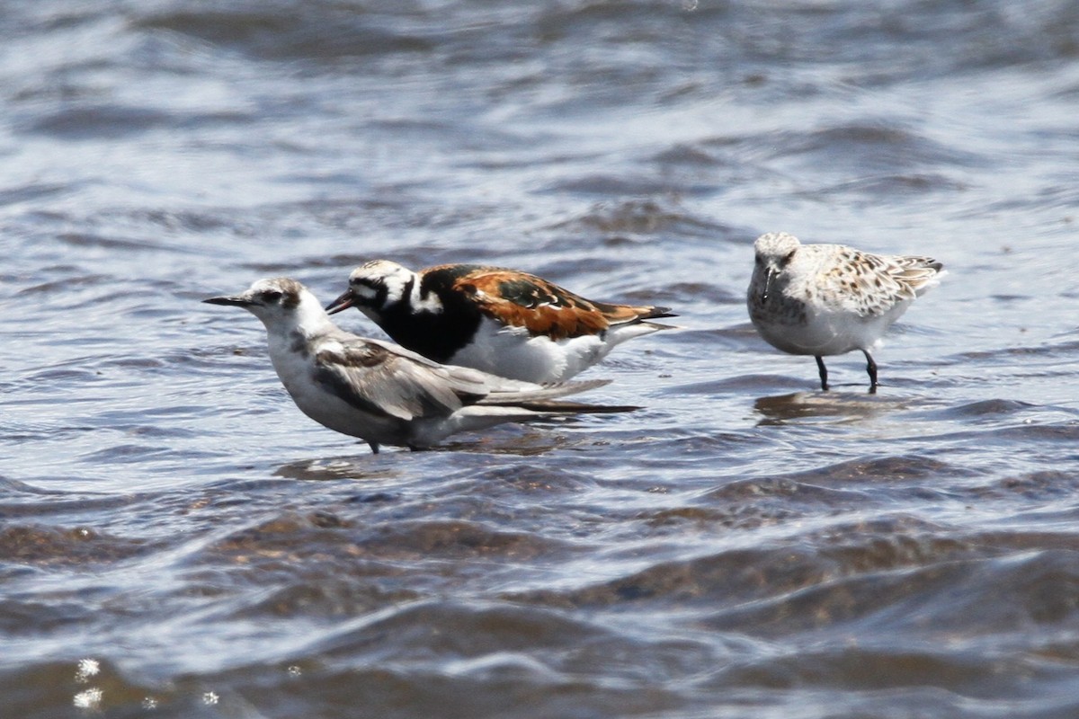 Хилэн хараалай - ML635478269