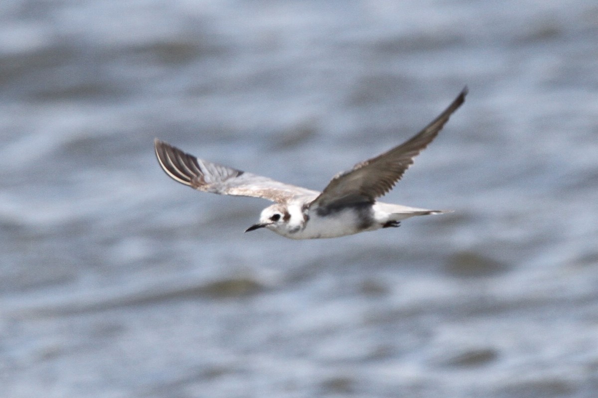 Хилэн хараалай - ML635478270