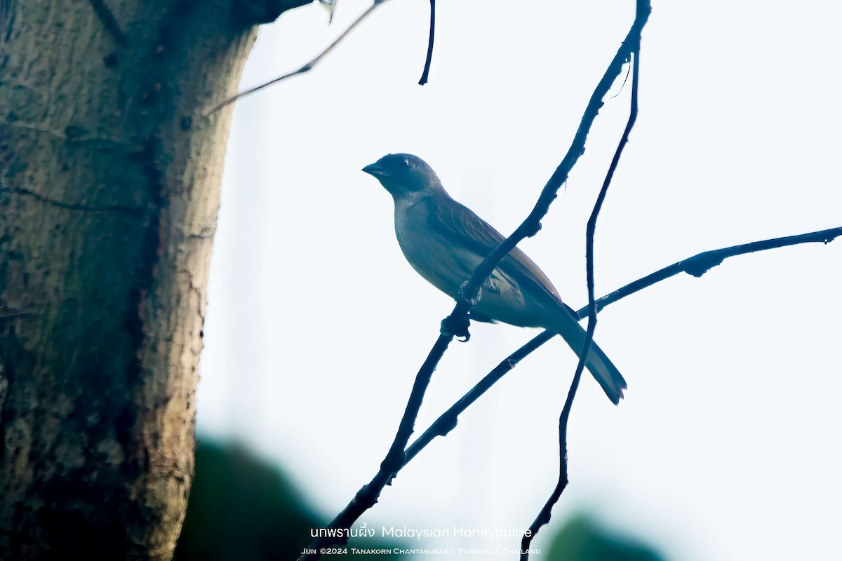 Malaysian Honeyguide - ML635478307