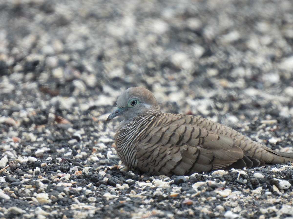 Zebra Dove - ML635478418