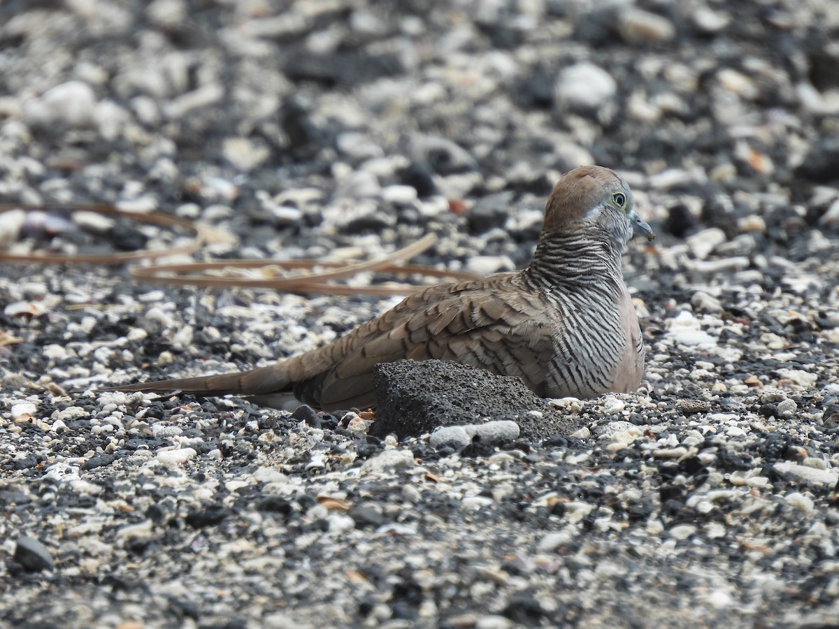 Zebra Dove - ML635478419