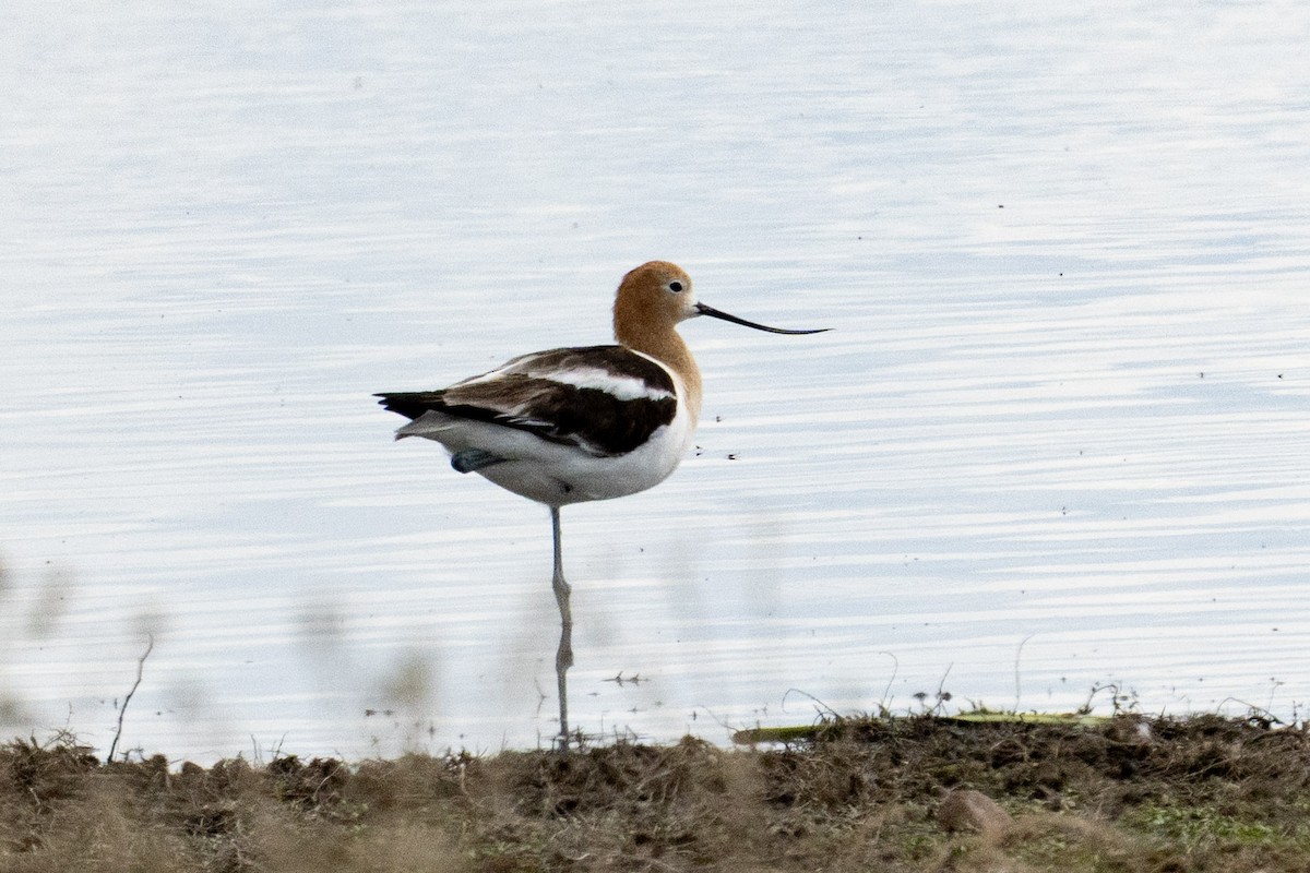 Avocette d'Amérique - ML635478589