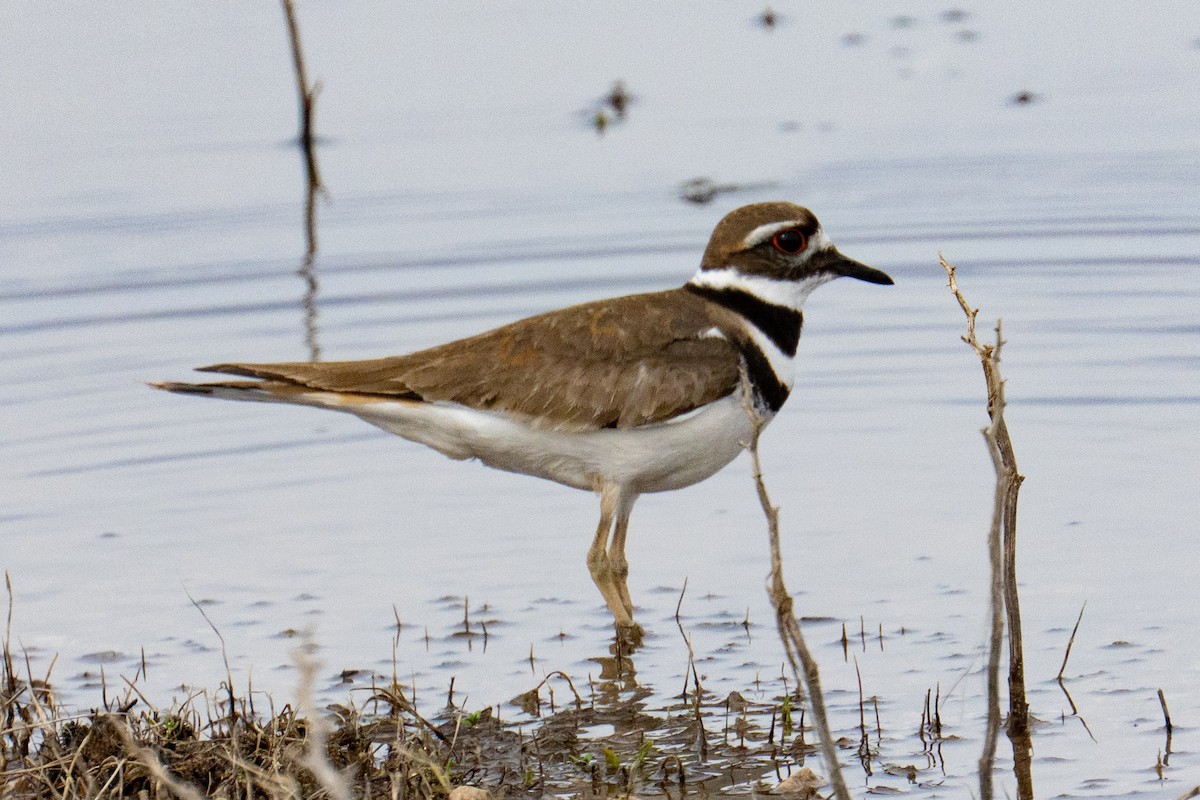 Pluvier kildir - ML635478609