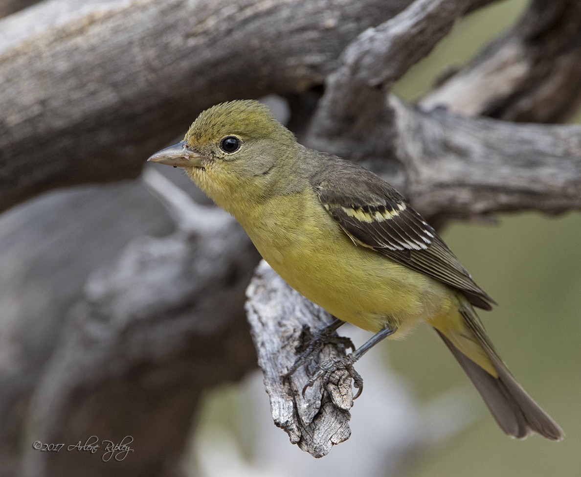 Western Tanager - Arlene Ripley