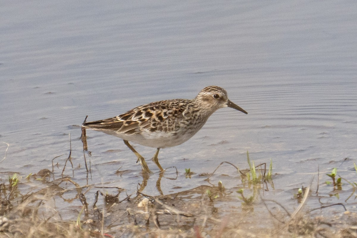 Bécasseau minuscule - ML635478616