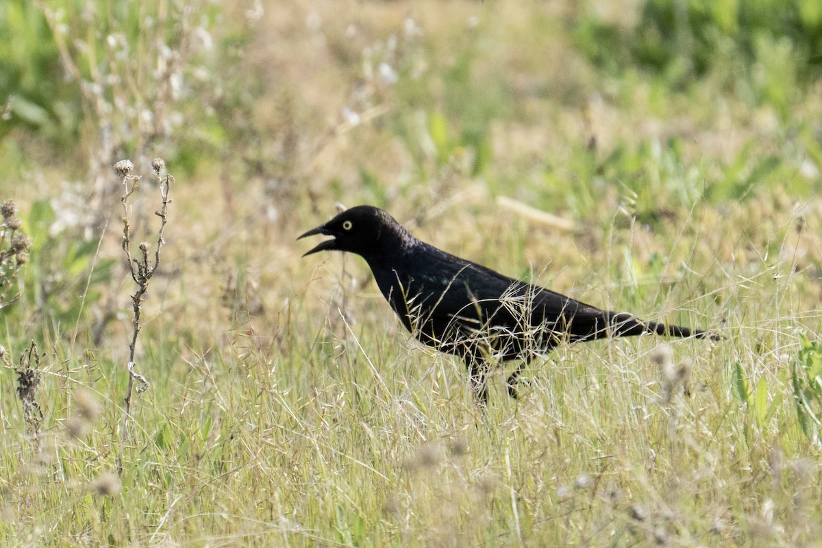 Quiscale de Brewer - ML635478643