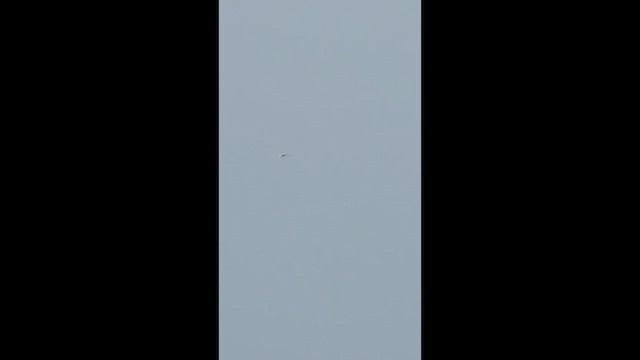 シロアジサシ - ML635478644