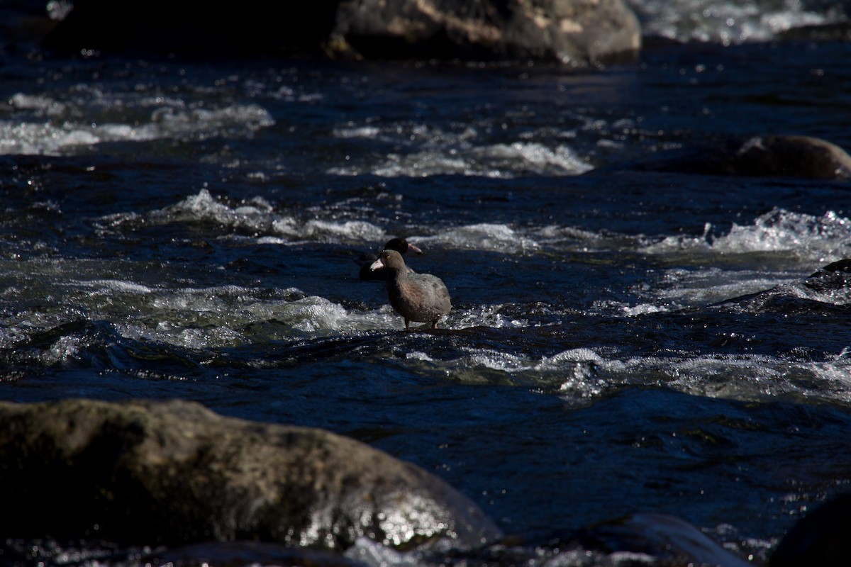Pato Azul - ML635478678