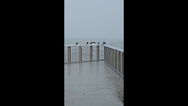 Brown Noddy - ML635478710