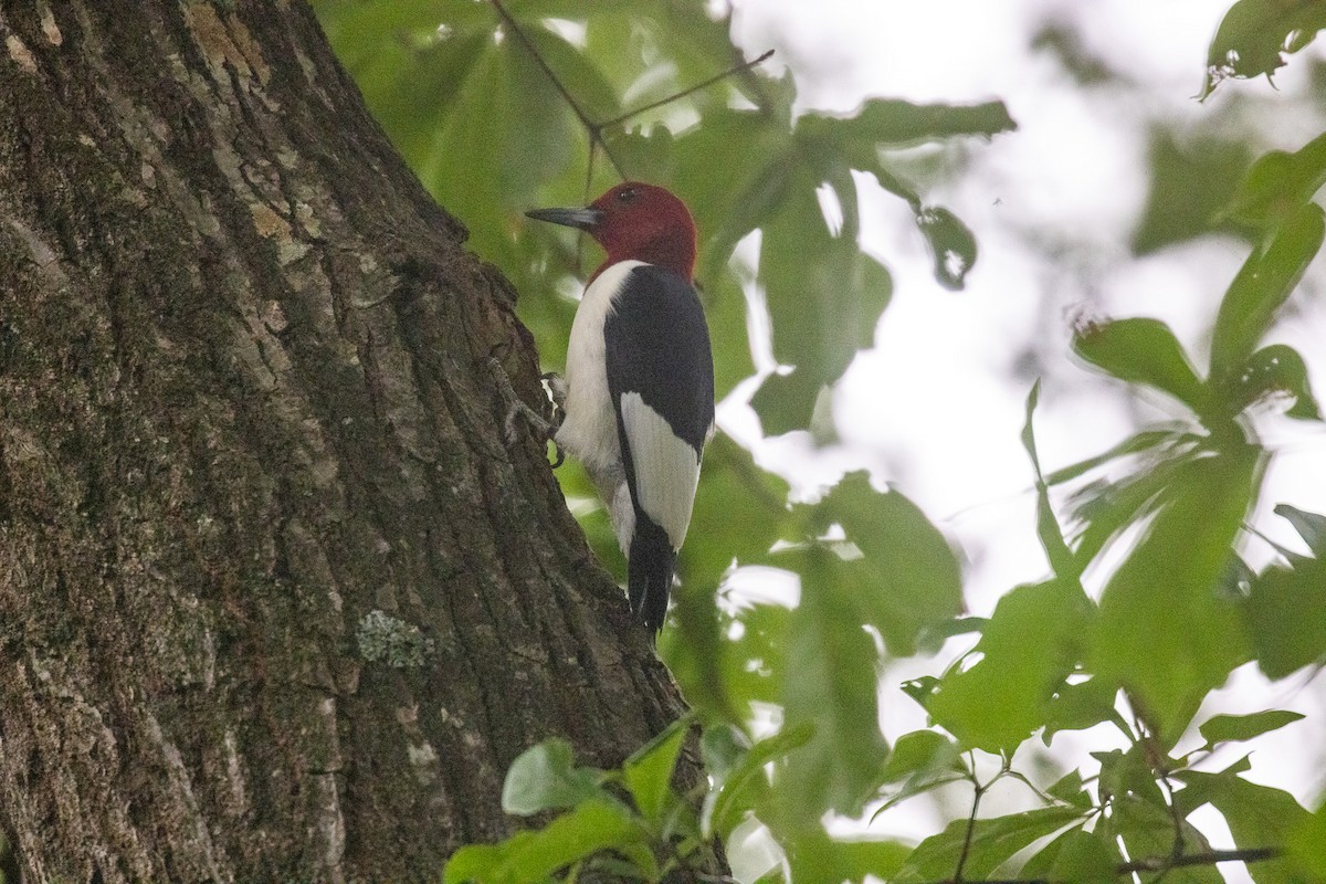 Red-headed Woodpecker - ML635478748