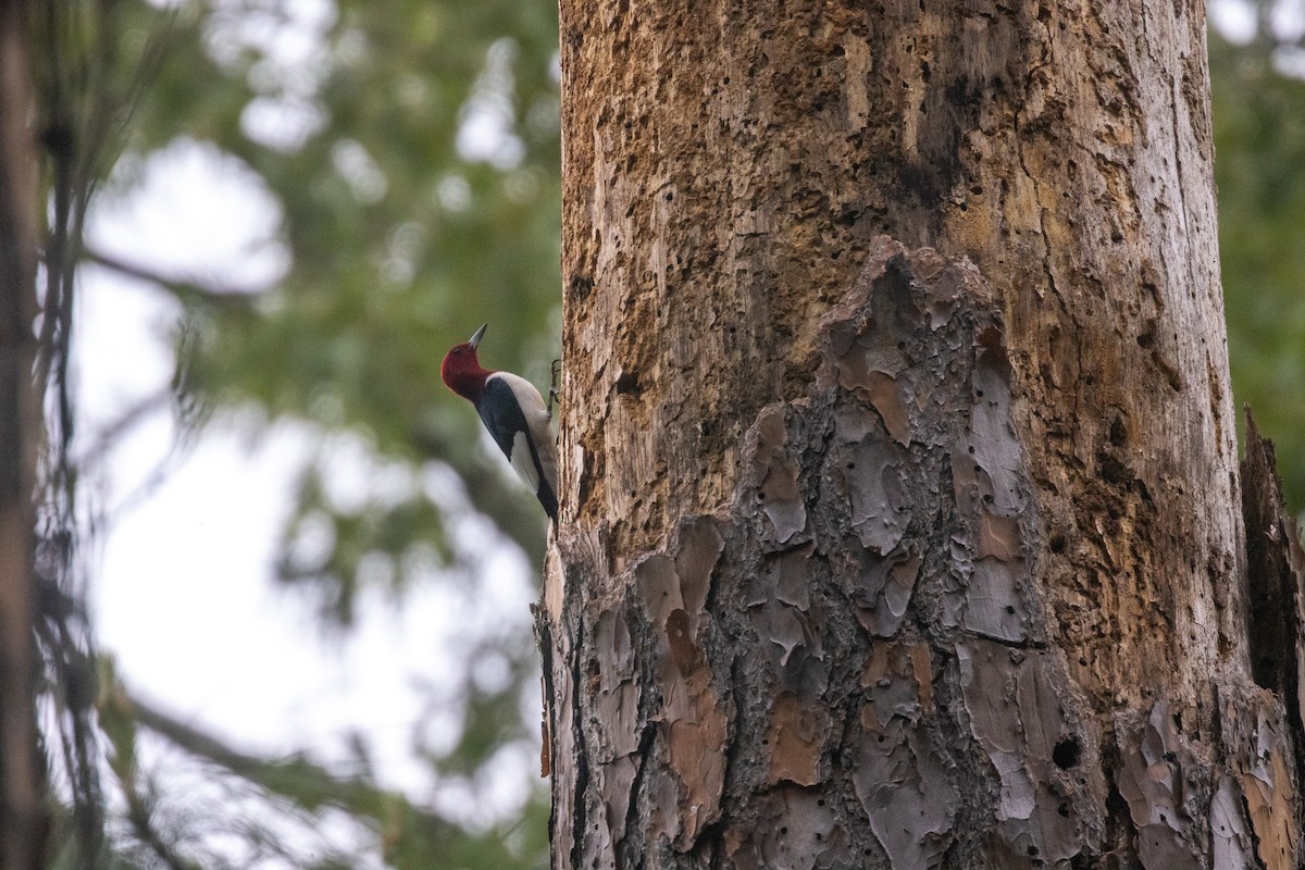 Red-headed Woodpecker - ML635478749