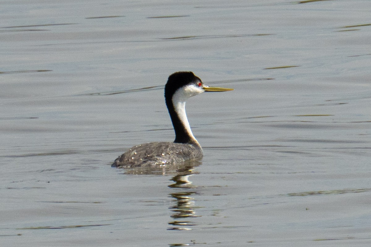 Grèbe élégant ou G. à face blanche - ML635478760