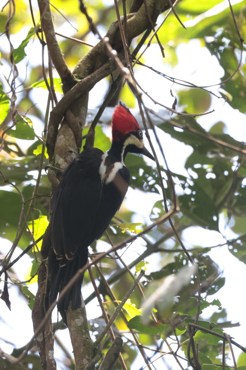 Crimson-crested Woodpecker - ML635478771