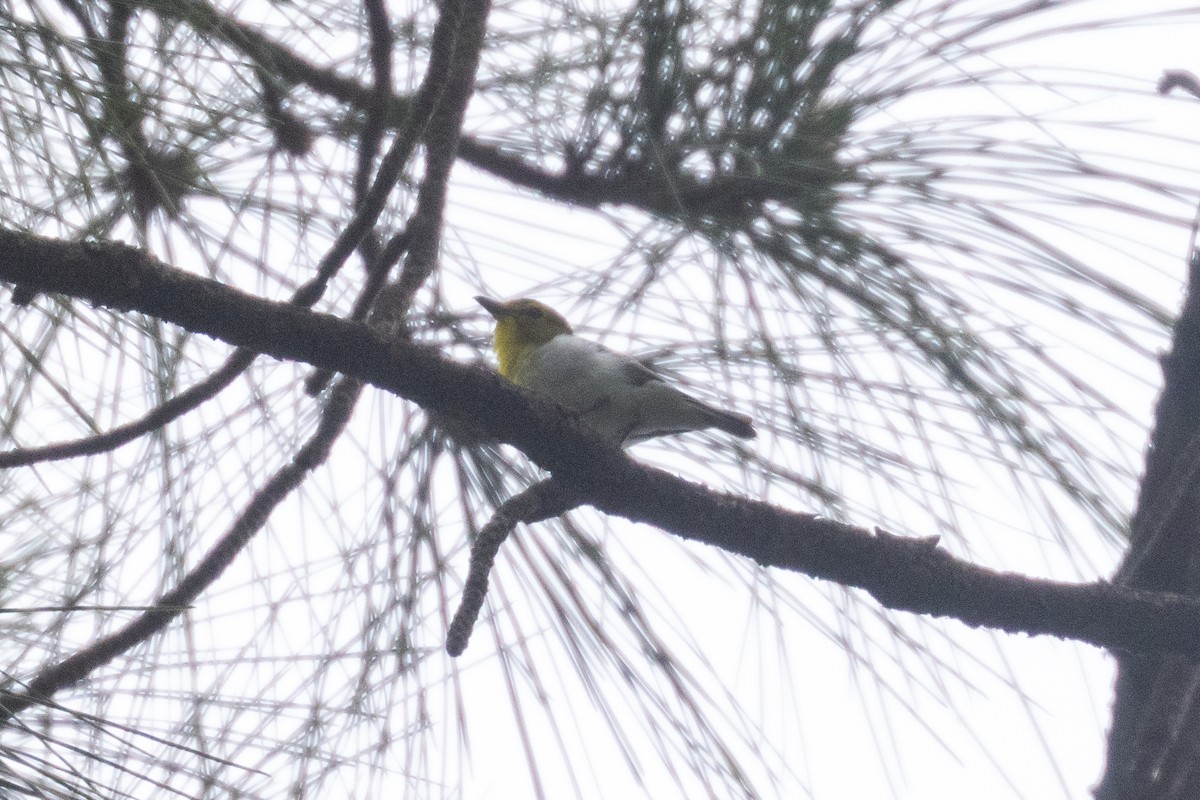 Yellow-throated Vireo - ML635478795