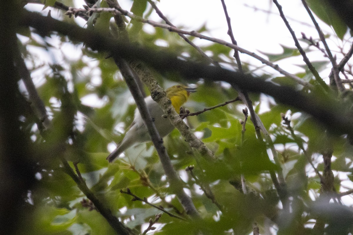 Yellow-throated Vireo - ML635478801