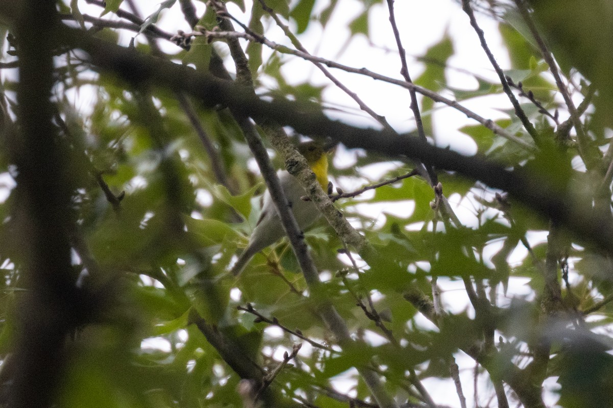 Yellow-throated Vireo - ML635478804