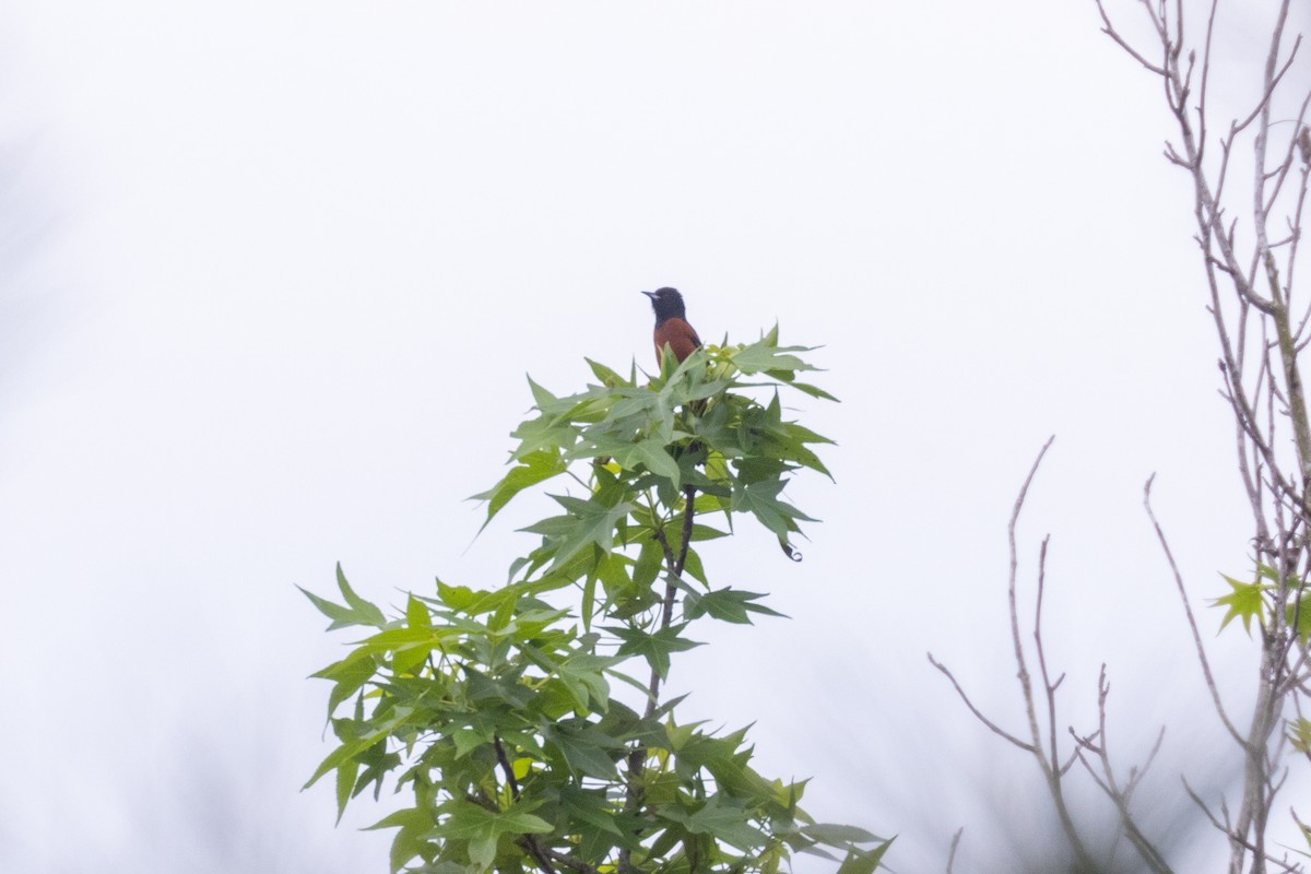 Orchard Oriole - ML635478814