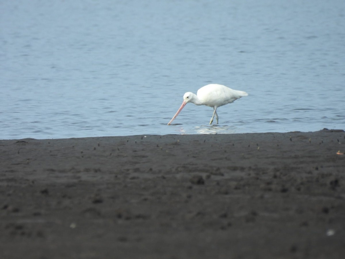 Marbled Godwit - ML635478880