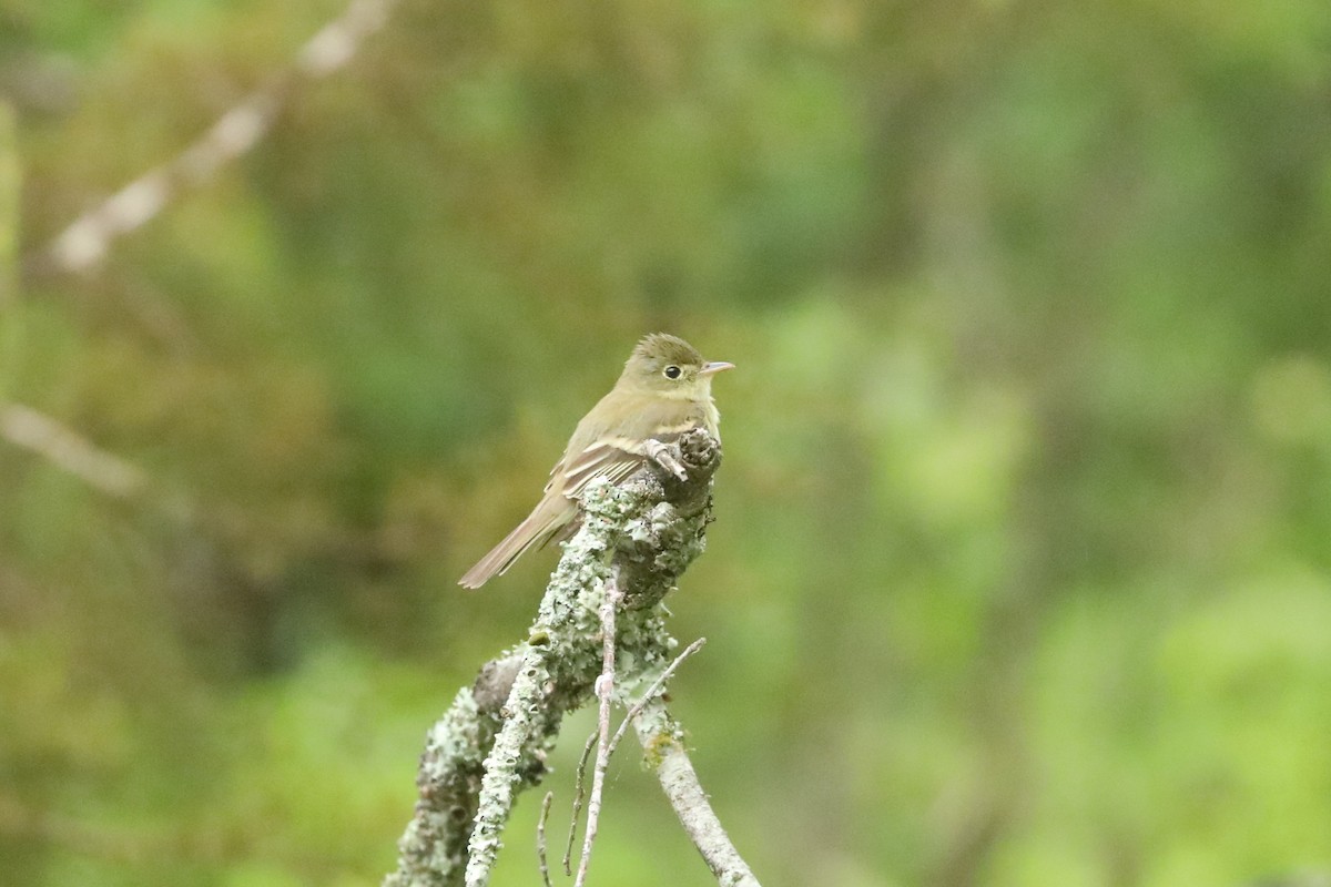 Acadian Flycatcher - ML635479040