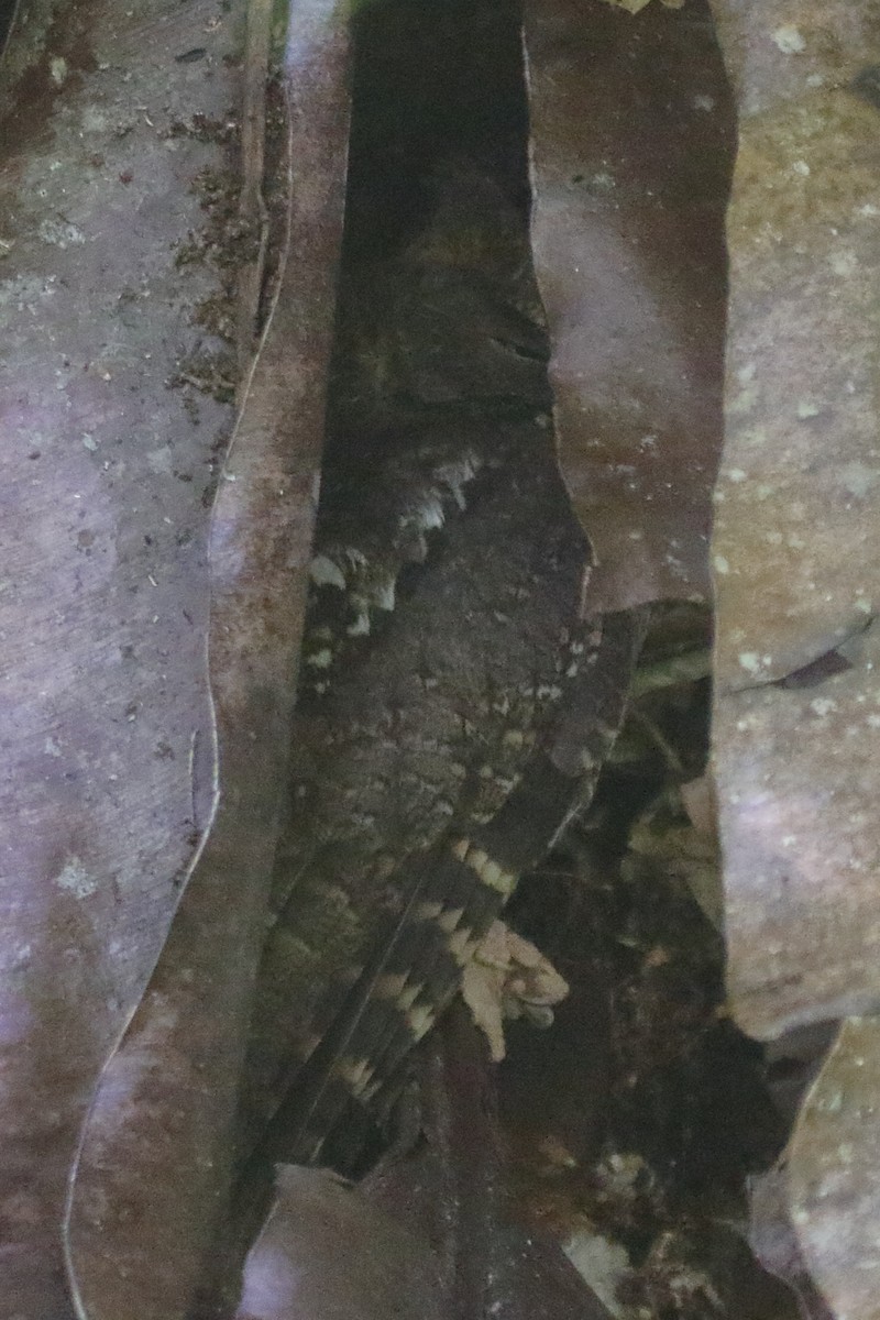 Madagascar Scops-Owl (Rainforest) - ML635479128