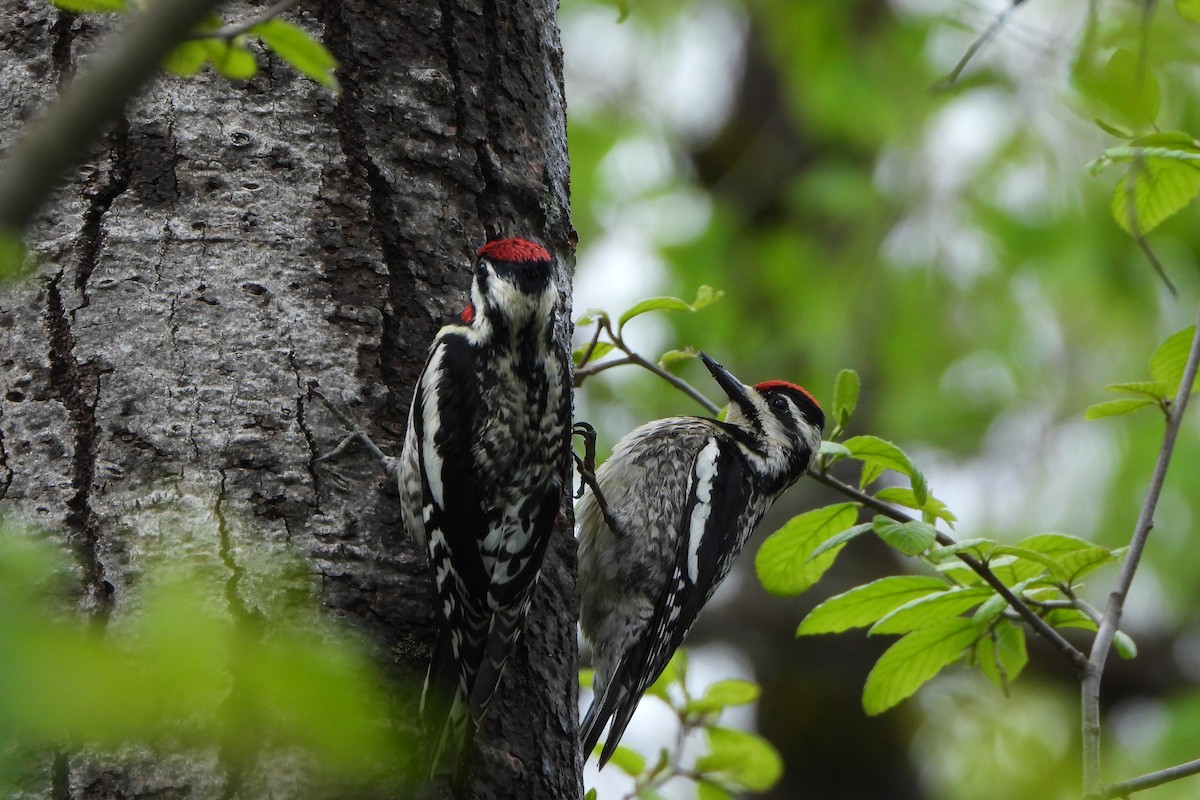 Yellow-bellied Sapsucker - ML635479150