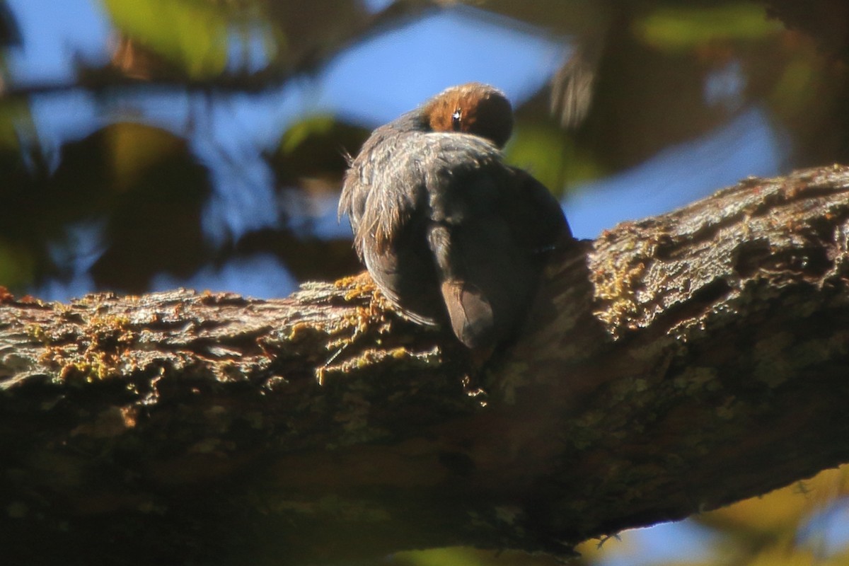 Malagasy Turtle-Dove - ML635479167