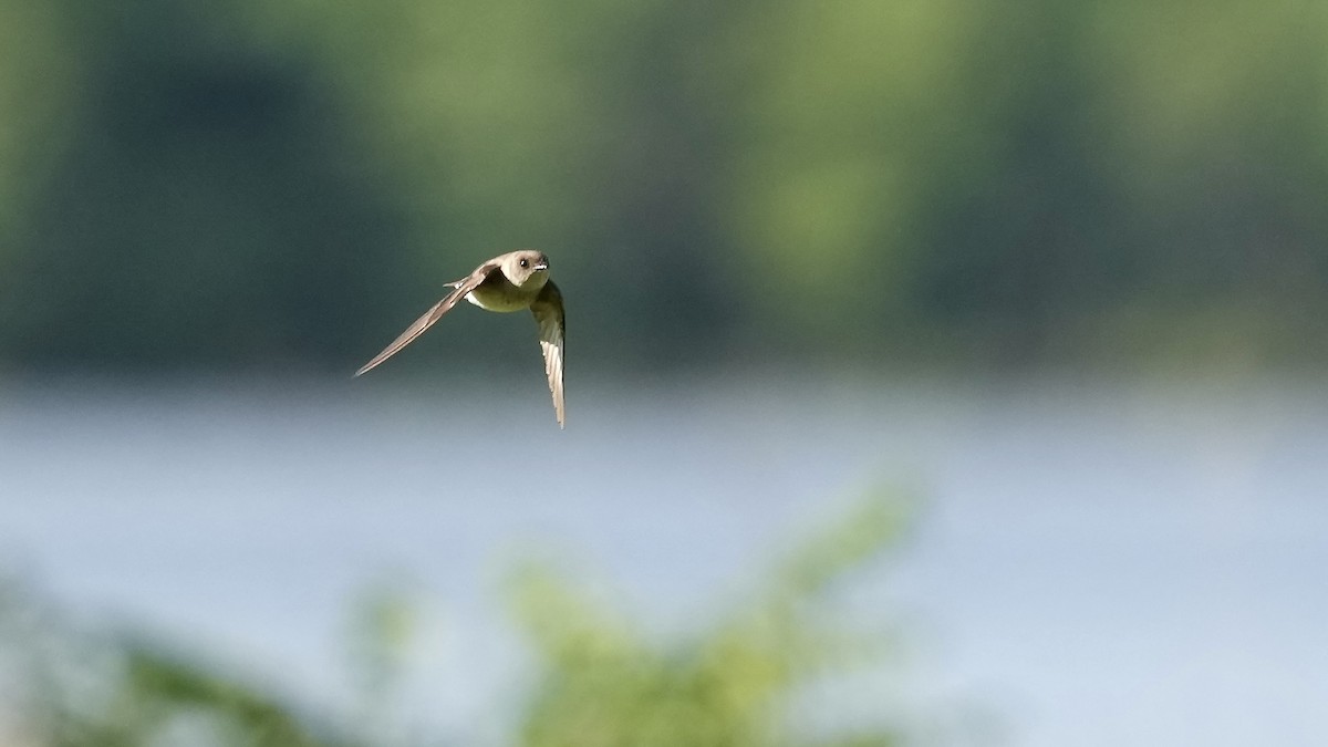 Northern Rough-winged Swallow - ML635479366