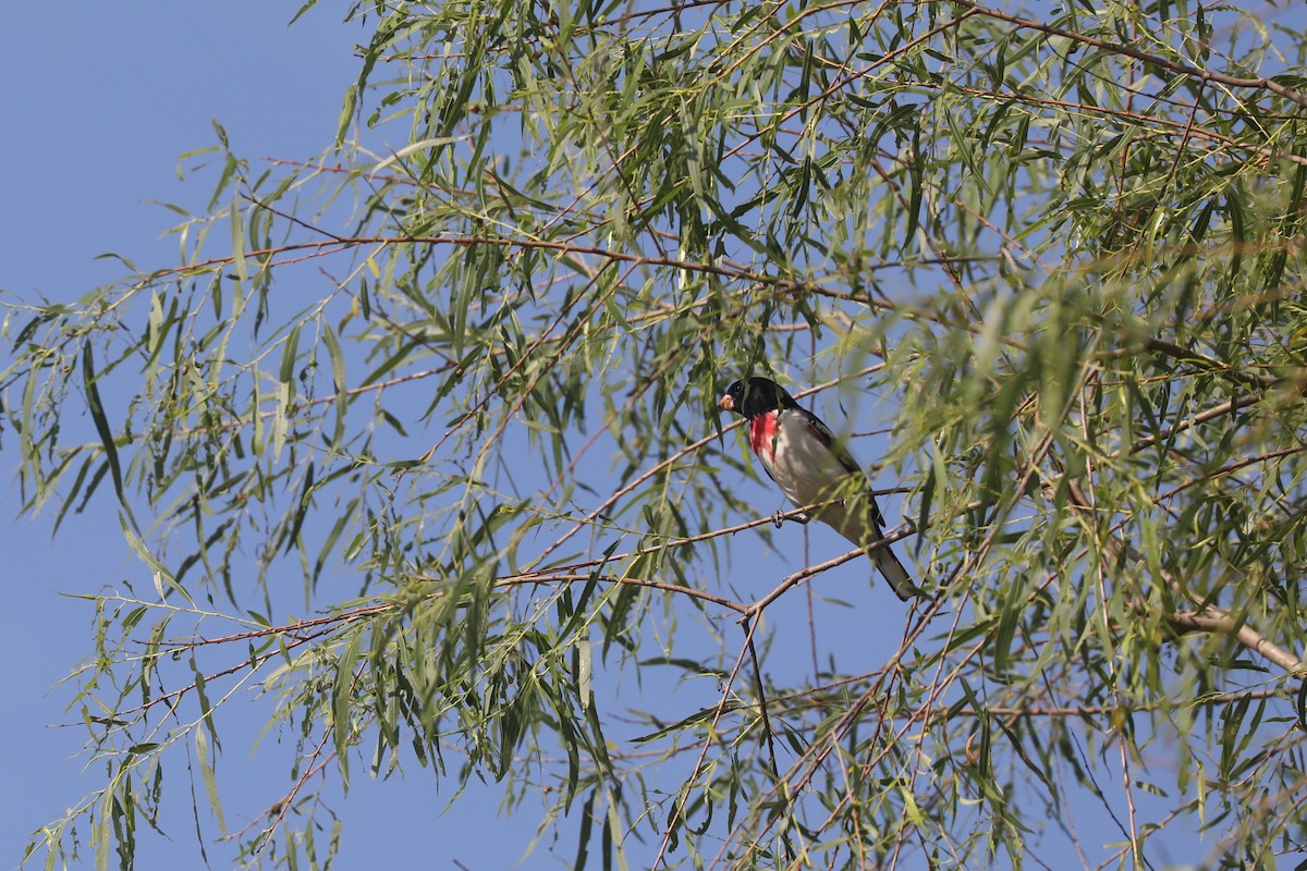 Rose-breasted Grosbeak - ML635479367