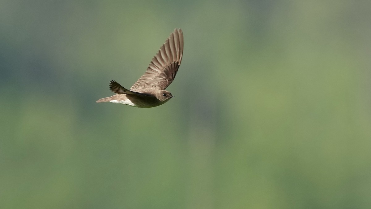 Northern Rough-winged Swallow - ML635479372