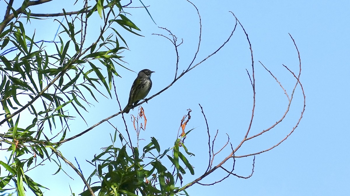 Yellow-rumped Warbler - ML635479440
