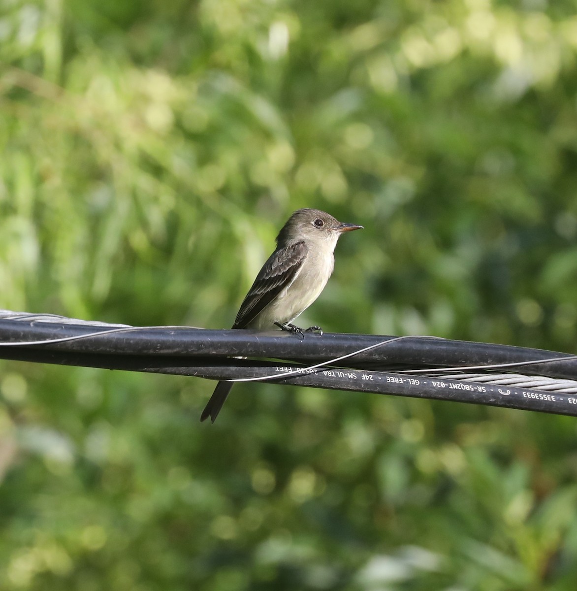 Eastern Wood-Pewee - ML635479477