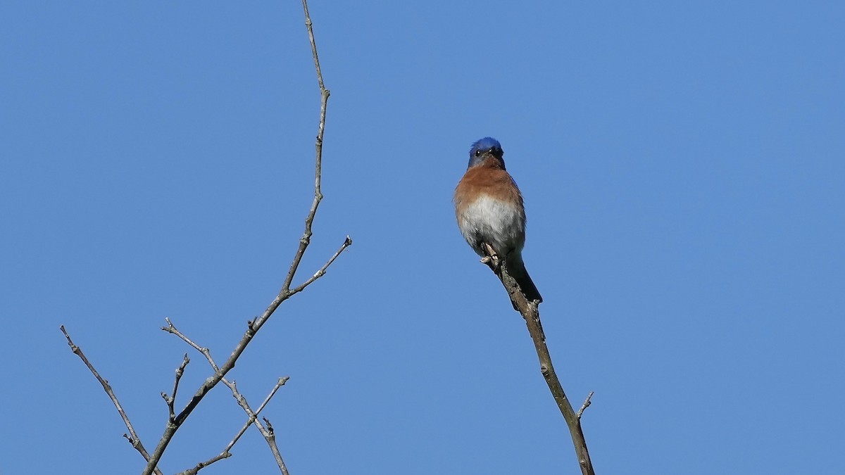 Eastern Bluebird - ML635479552