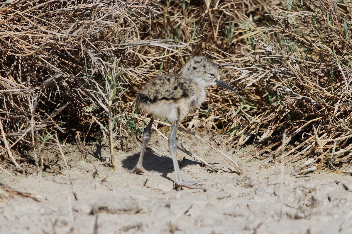 Black-necked Stilt (Hawaiian) - ML635479583